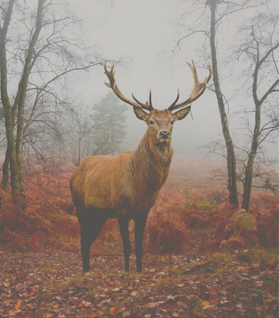 Stags and Stories