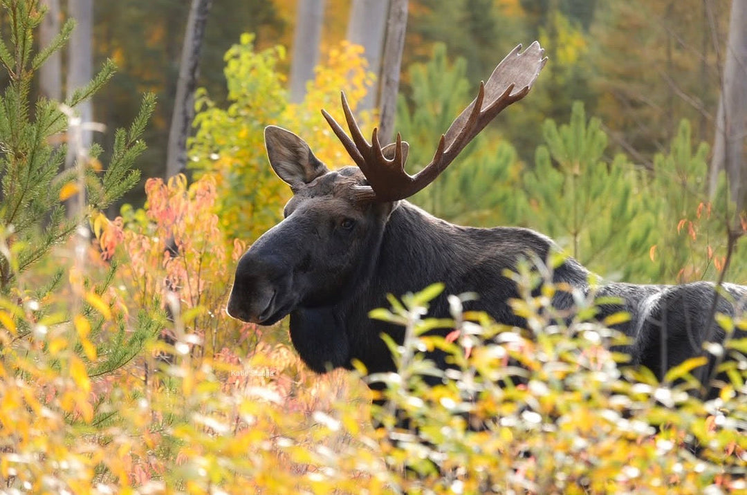 The Wilderness That Raised me