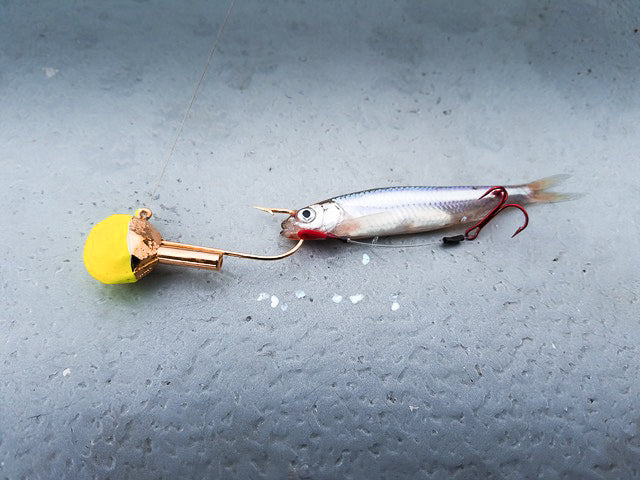 Emerald Shiners & Hungry Walleyes