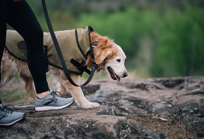 Dog Vest