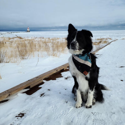 Dog Bandana - Multiple Colors - The Lake and Company